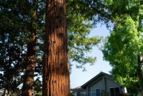 TK-Redwood-Tree